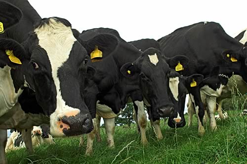 Farm Images